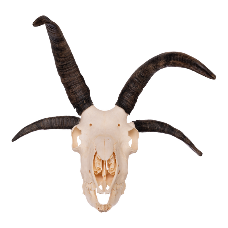 Real Four-horned Jacob Sheep Skull with Mandible