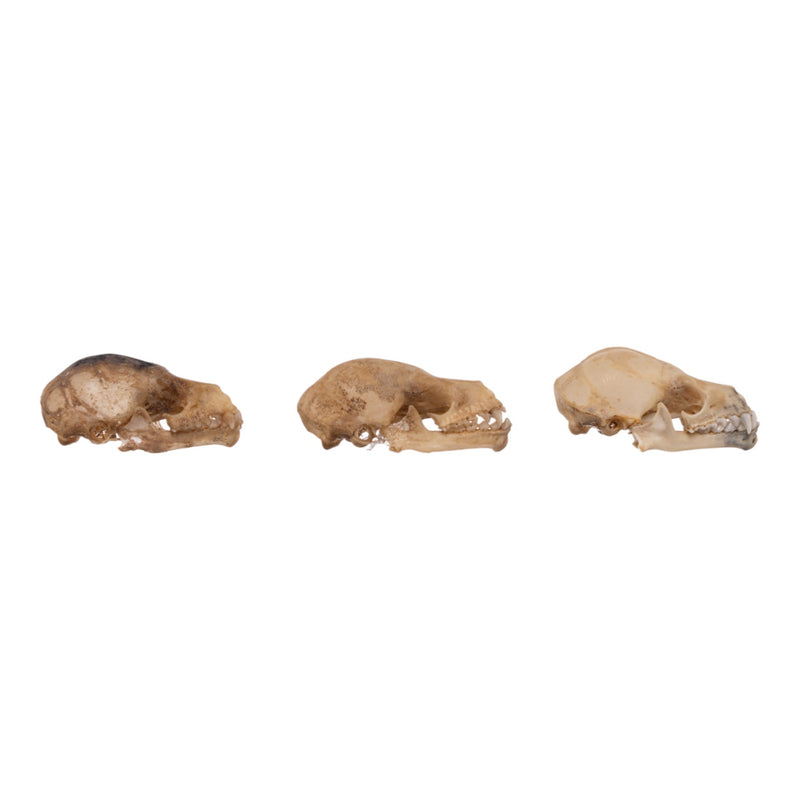 Real Seba's Short-tailed Bat Skull - Single (Multiple Types)