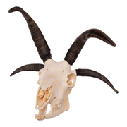 Real Four-horned Jacob Sheep Skull with Mandible