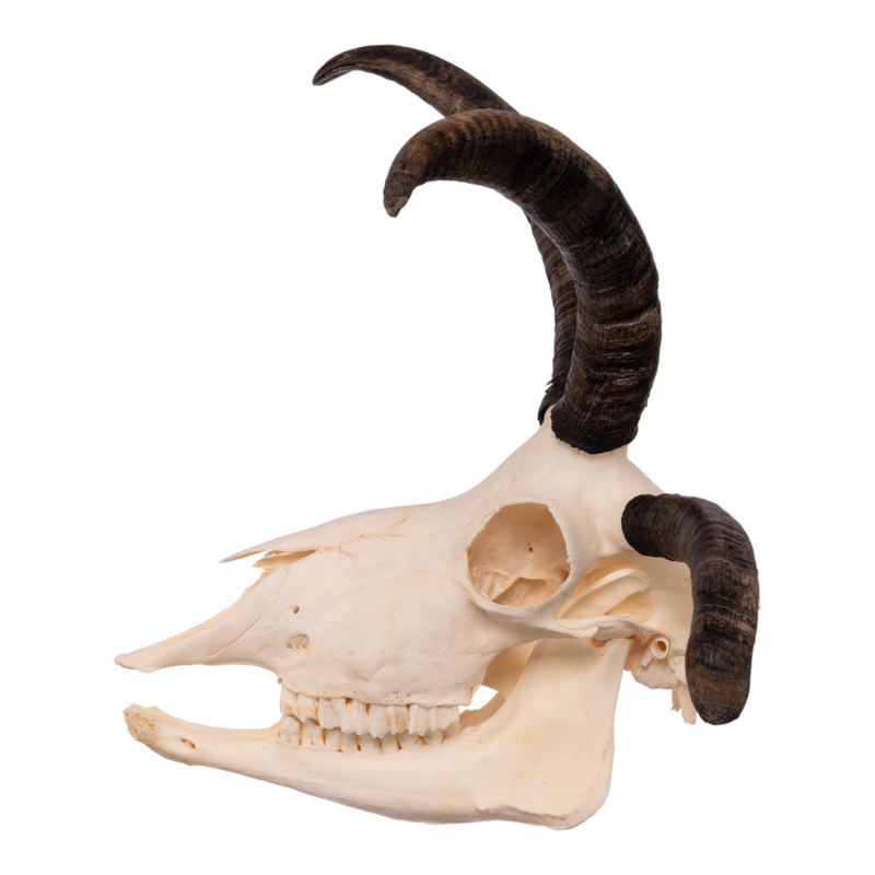 Real Four-horned Jacob Sheep Skull with Mandible