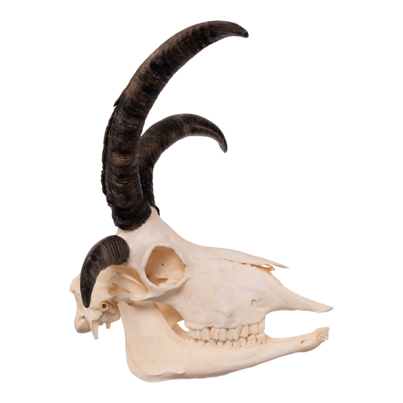 Real Four-horned Jacob Sheep Skull with Mandible