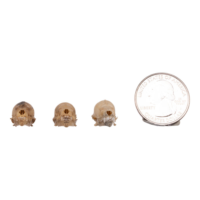 Real Seba's Short-tailed Bat Skull - Single (Multiple Types)