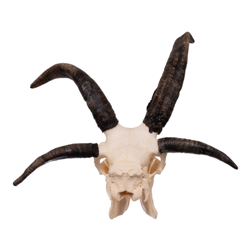 Real Four-horned Jacob Sheep Skull with Mandible