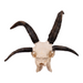 Real Four-horned Jacob Sheep Skull with Mandible