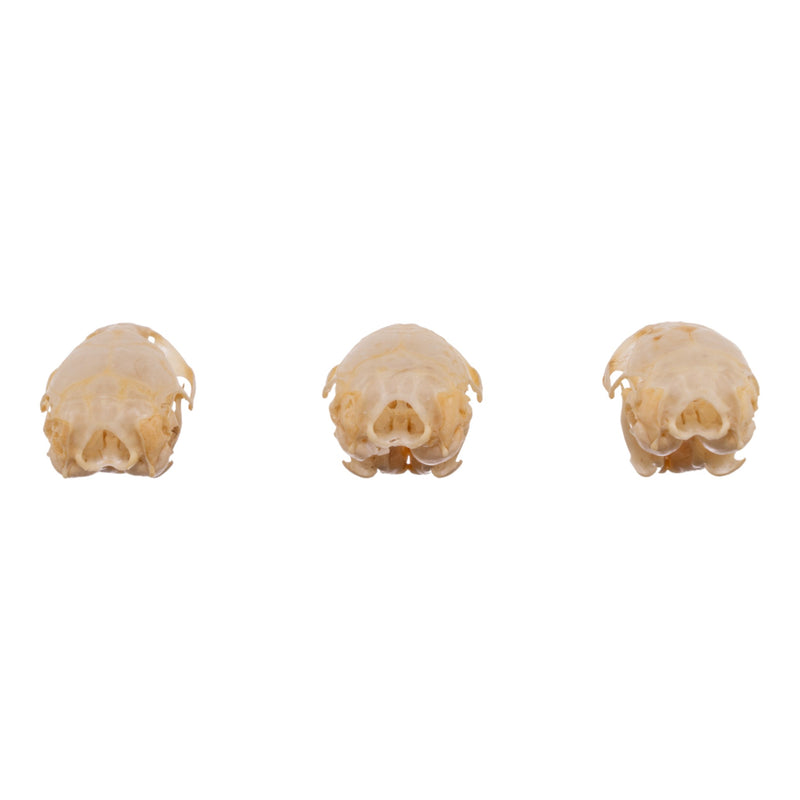 Real Meadow Vole Skull - Single (Multiple Types)