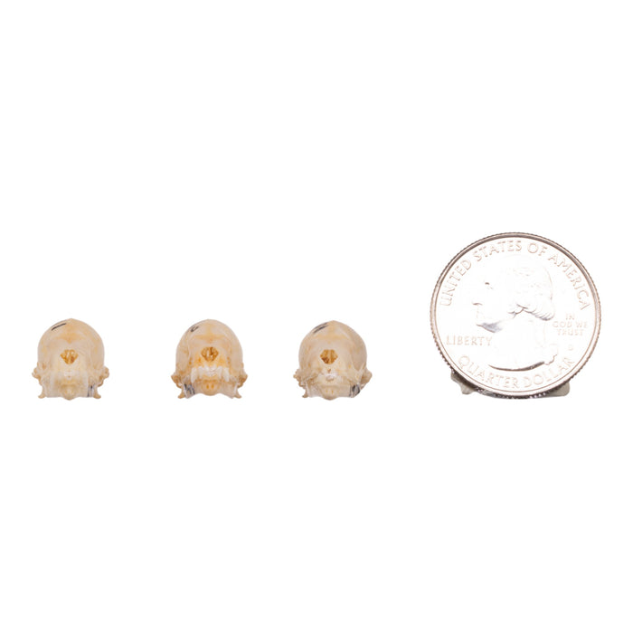Real Seba's Short-tailed Bat Skull - Single (Multiple Types)