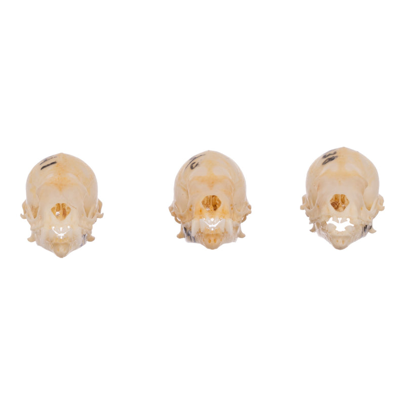 Real Seba's Short-tailed Bat Skull - Single (Multiple Types)