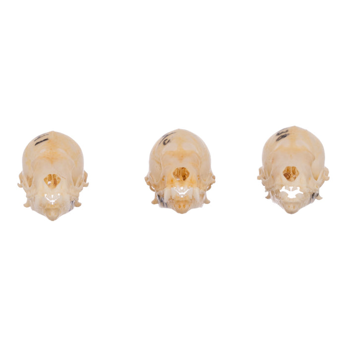 Real Seba's Short-tailed Bat Skull For Sale — Skulls Unlimited ...