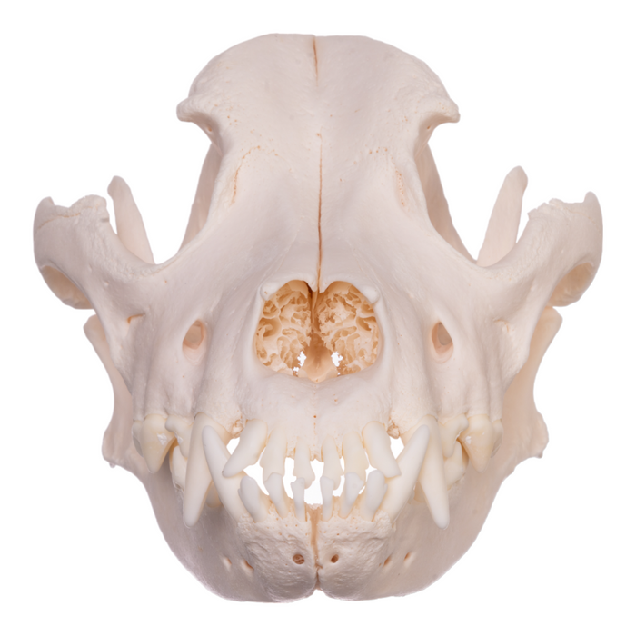 Real Domestic Dog Skull - Pit Bull/Boxer Mix