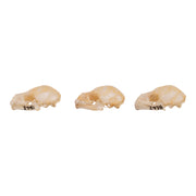 Real Seba's Short-tailed Bat Skull - Single (Multiple Types)