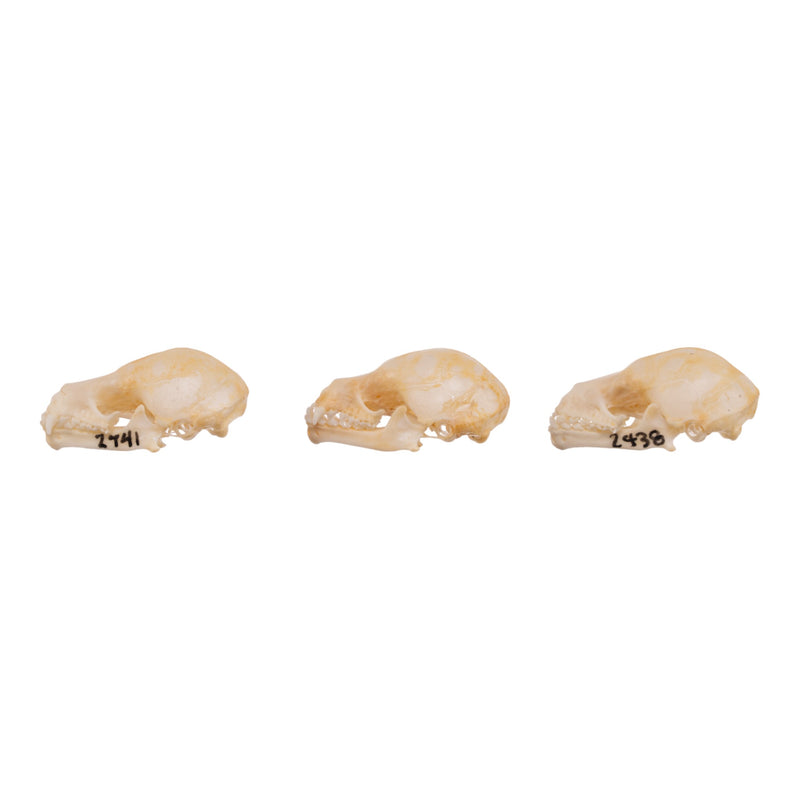 Real Seba's Short-tailed Bat Skull - Single (Multiple Types)
