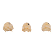 Real Seba's Short-tailed Bat Skull - Single (Multiple Types)