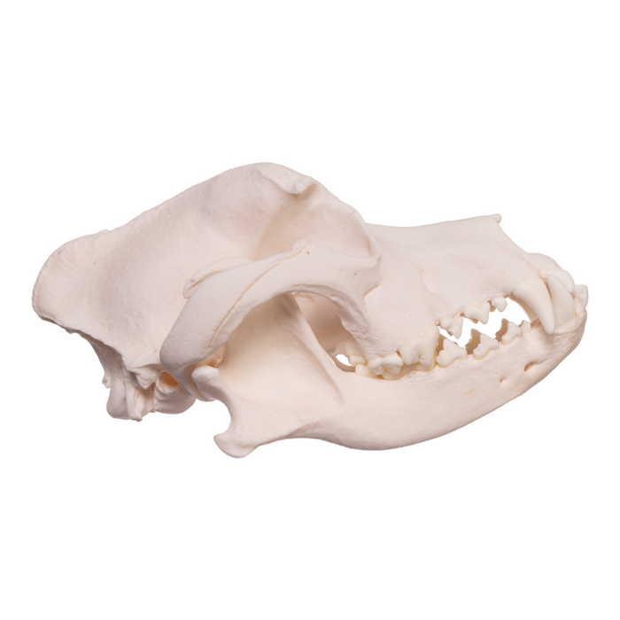 Real Domestic Dog Skull - Pit Bull/Boxer Mix
