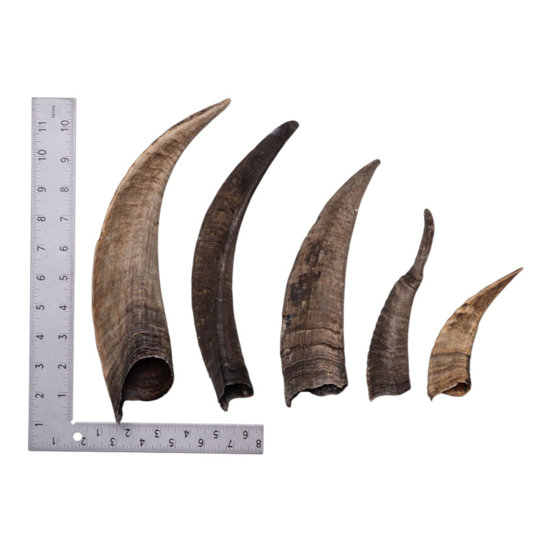 Real Domestic Goat Horn - Single