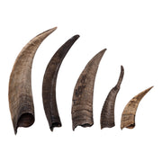 Real Domestic Goat Horn - Single