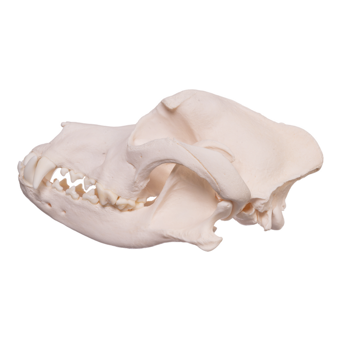 Real Domestic Dog Skull - Pit Bull/Boxer Mix