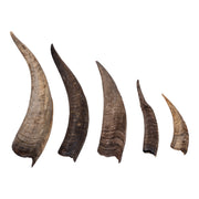 Real Domestic Goat Horn - Single