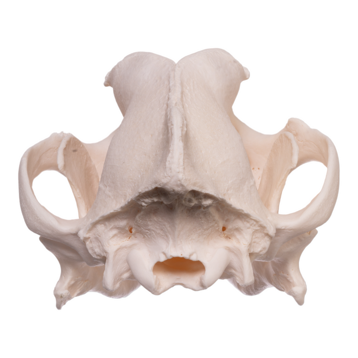 Real Domestic Dog Skull - Pit Bull/Boxer Mix