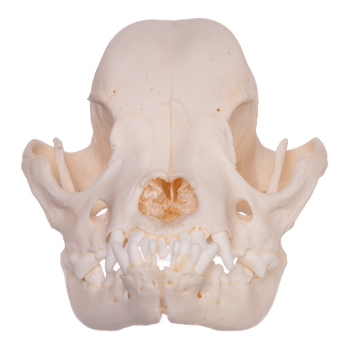 Real Domestic Dog Skull - Boston Terrier