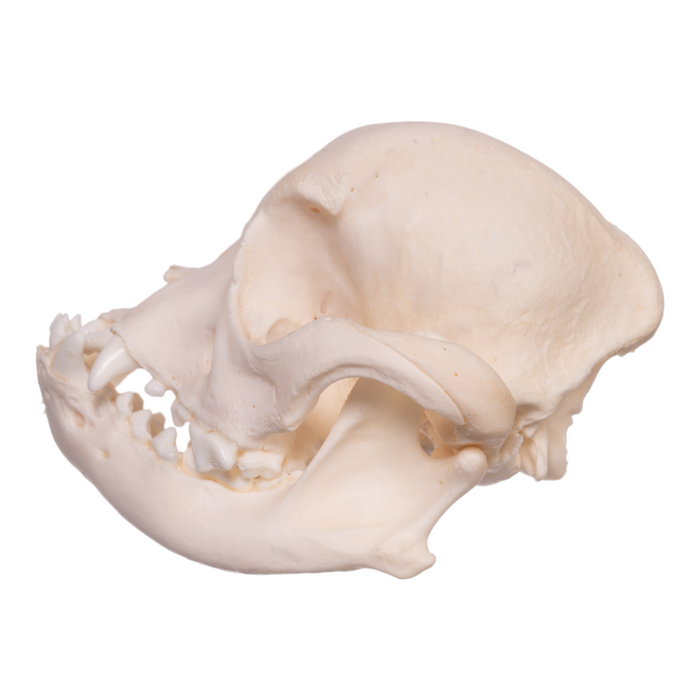 Real Domestic Dog Skull - Boston Terrier