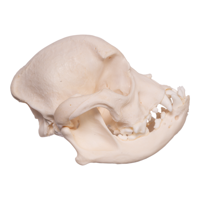 Real Domestic Dog Skull - Boston Terrier