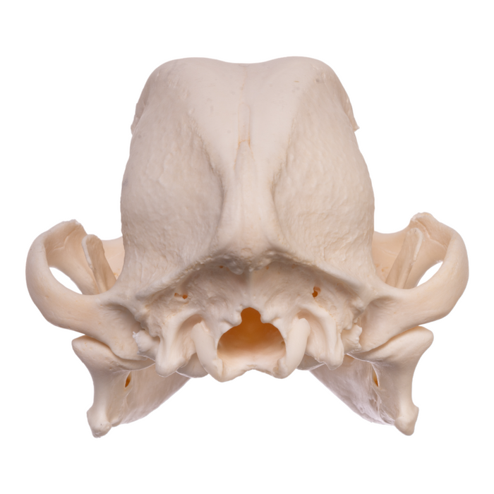Real Domestic Dog Skull - Boston Terrier