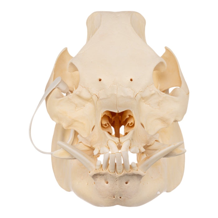 Real Kunekune Pig Skull