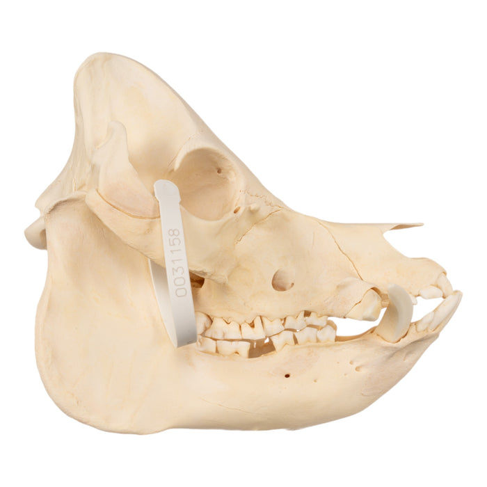 Real Kunekune Pig Skull