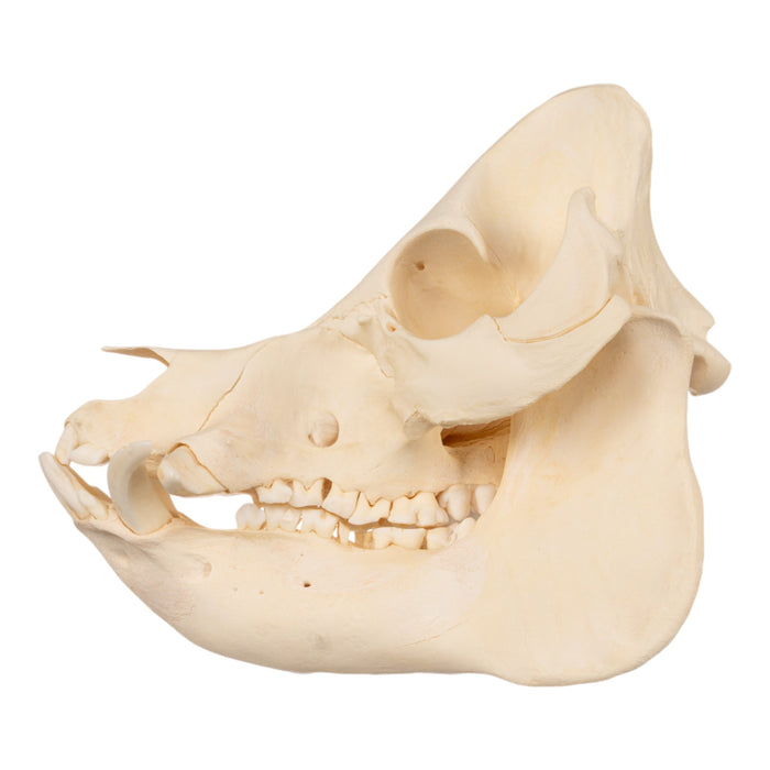 Real Kunekune Pig Skull