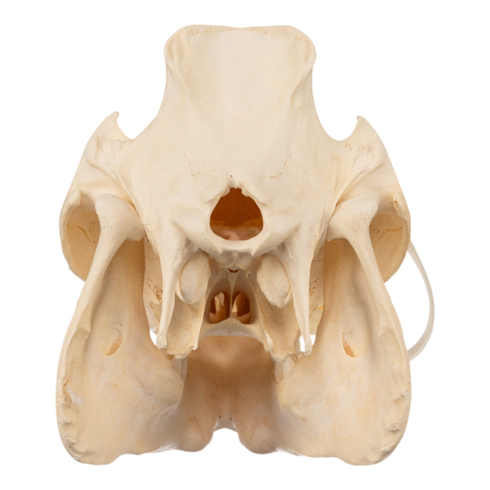 Real Kunekune Pig Skull