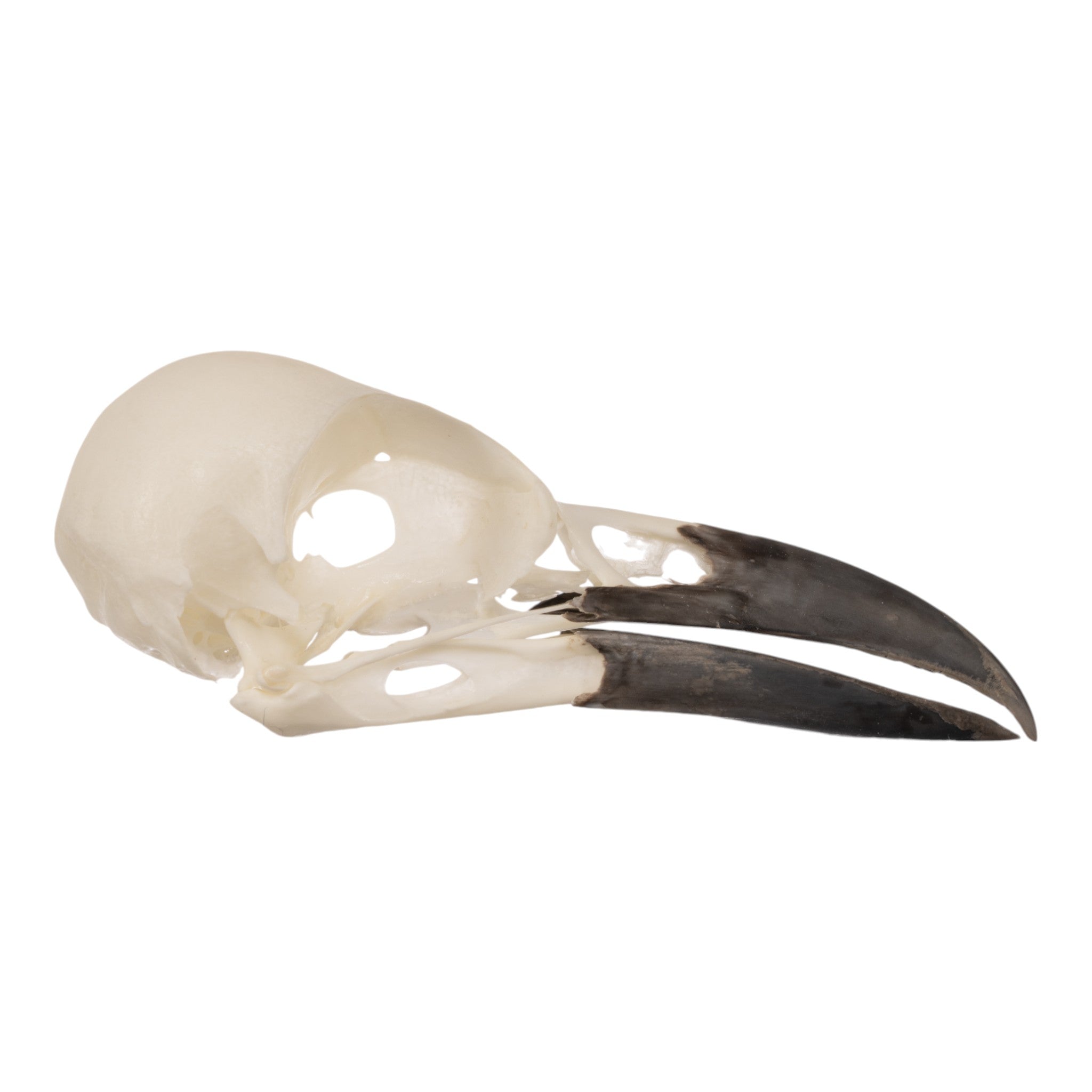 Real Eurasian Magpie Skull For Sale — Skulls Unlimited