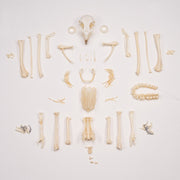 Real European Buzzard Skeleton - Disarticulated