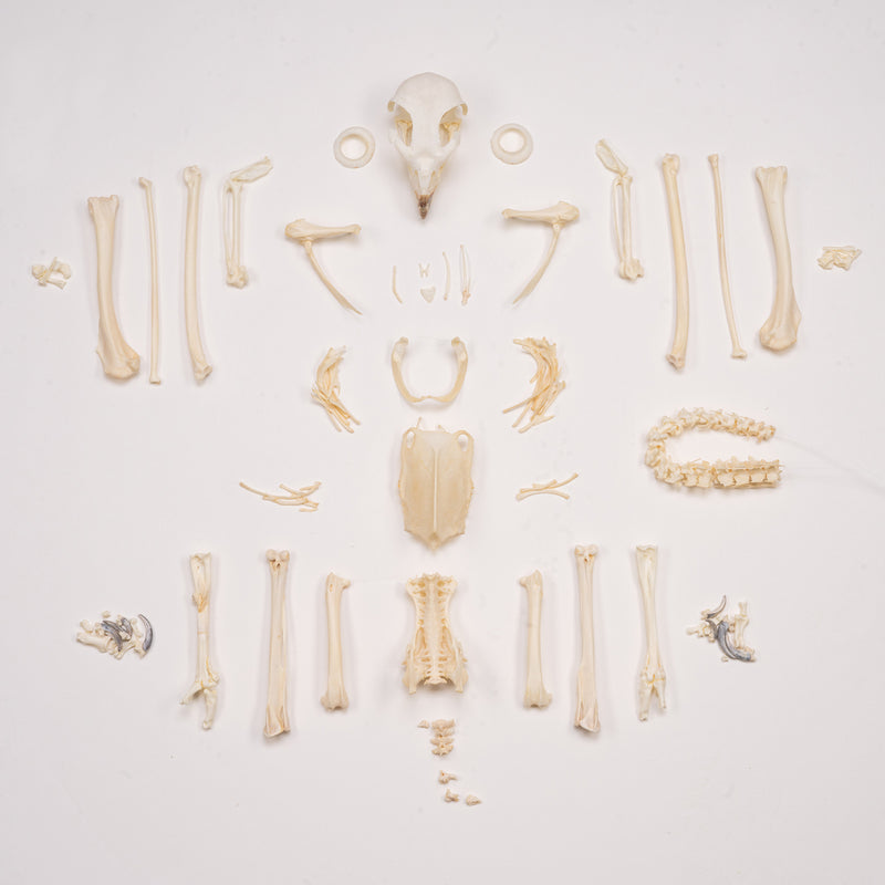 Real European Buzzard Skeleton - Disarticulated
