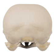 Real Eurasian Magpie Skull