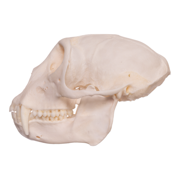 Real Greater Spot-nosed Monkey Skull