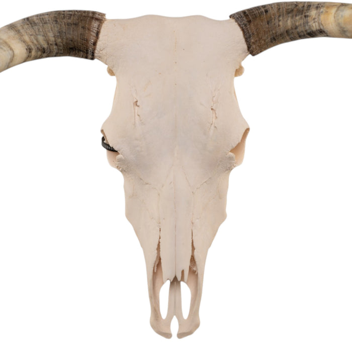 Real Longhorn Skull