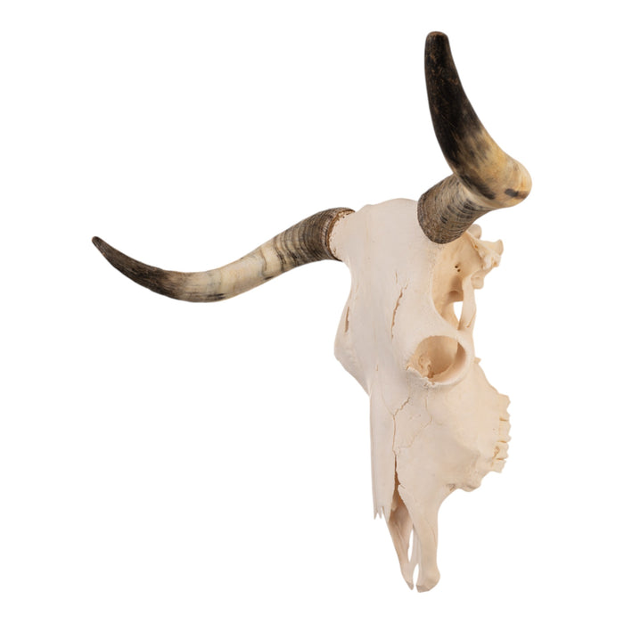 Real Longhorn Skull