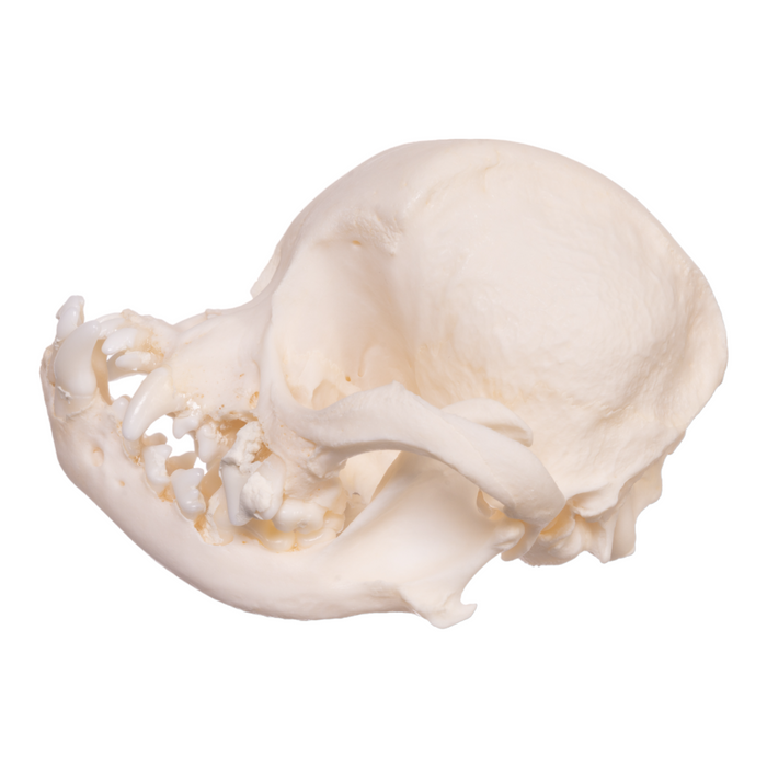 Real Domestic Dog Skull - Shih Tzu