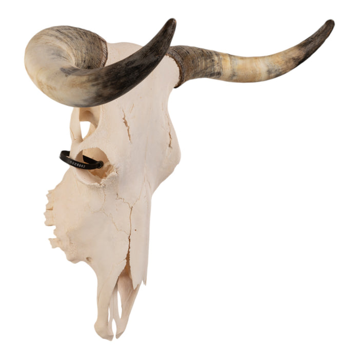 Real Longhorn Skull