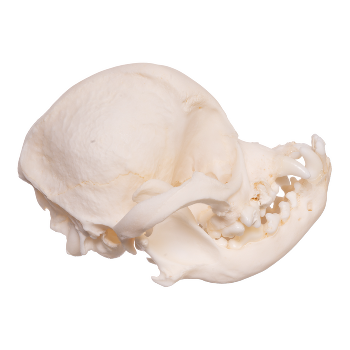 Real Domestic Dog Skull - Shih Tzu