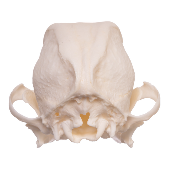 Real Domestic Dog Skull - Shih Tzu