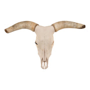 Real Longhorn Skull