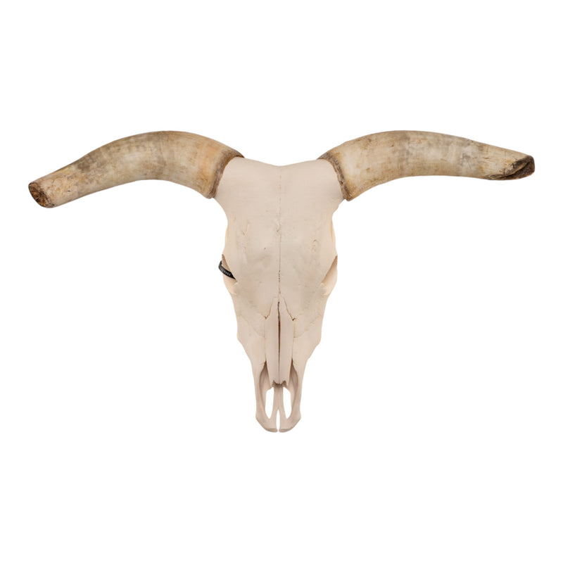 Real Longhorn Skull