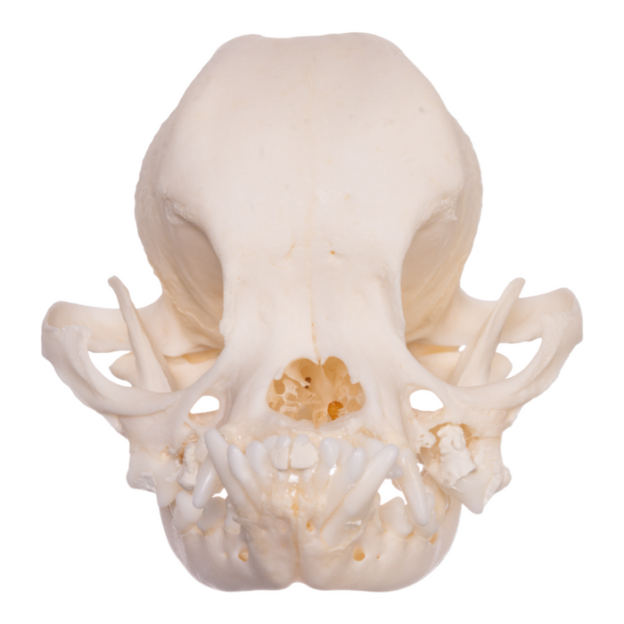 Real Domestic Dog Skull - Shih Tzu