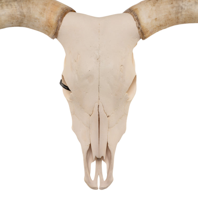 Real Longhorn Skull