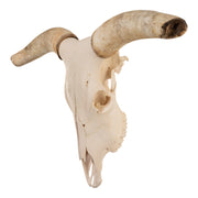 Real Longhorn Skull