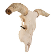 Real Longhorn Skull