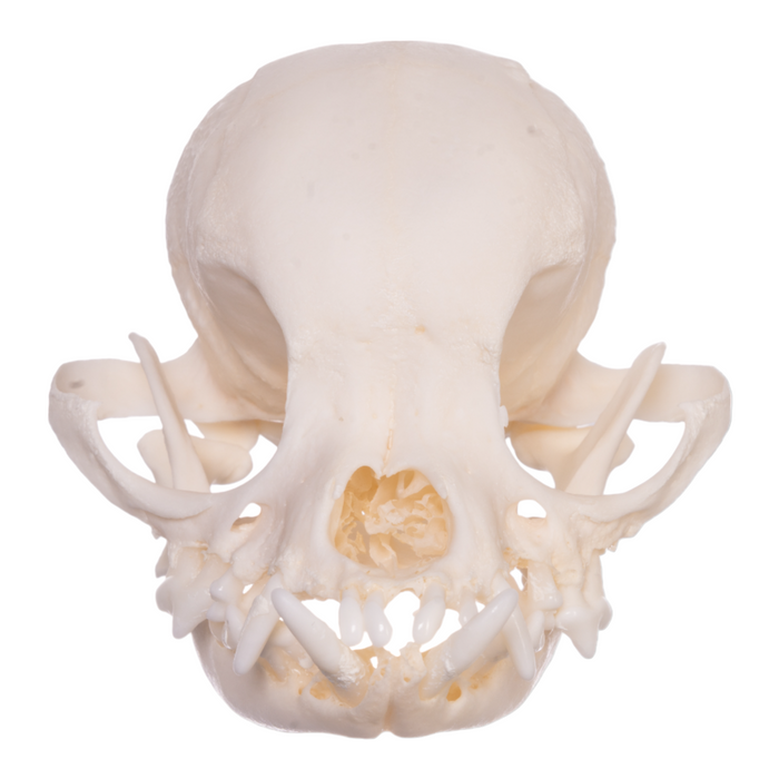 Real Domestic Dog Skull - Shih Tzu