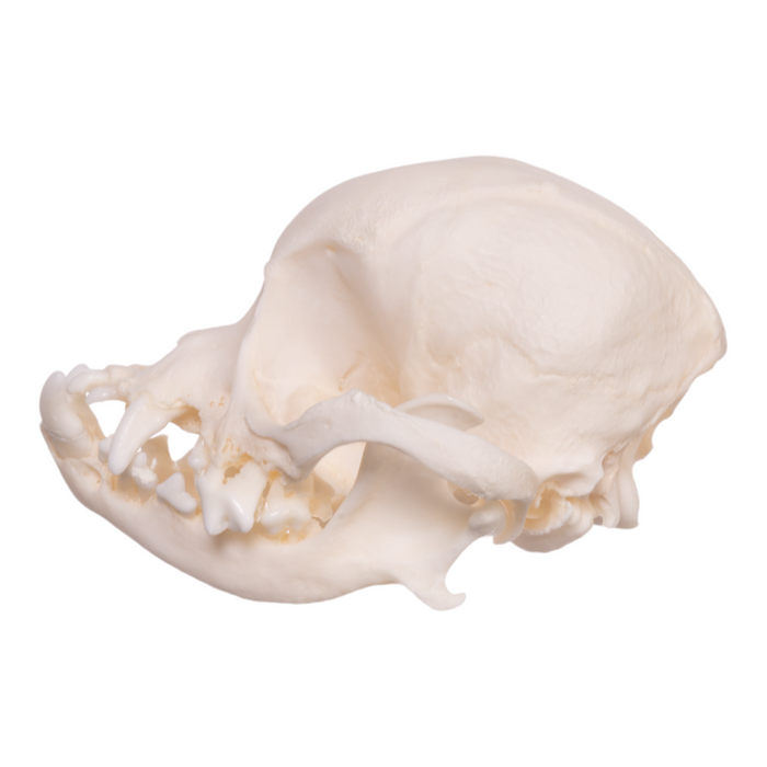 Real Domestic Dog Skull - Shih Tzu