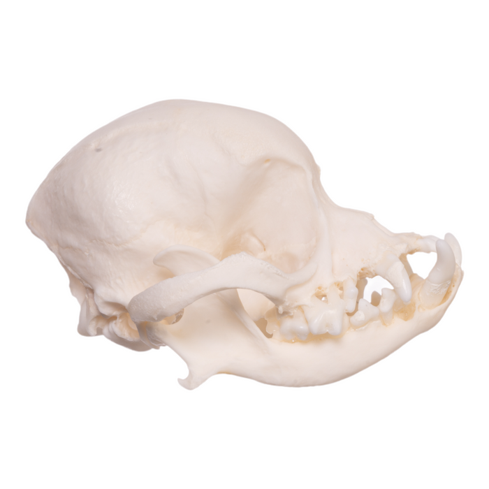 Real Domestic Dog Skull - Shih Tzu